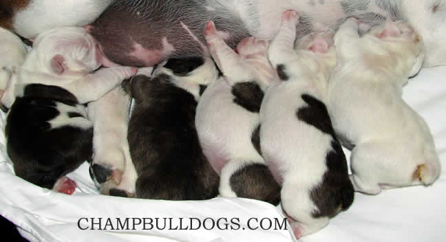 English Bulldog puppies for sale Bulldog